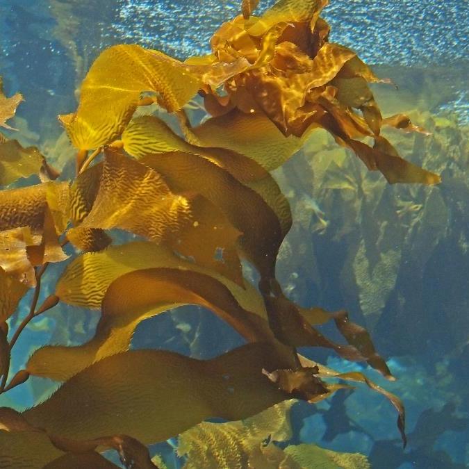 Morská riasa Kelp